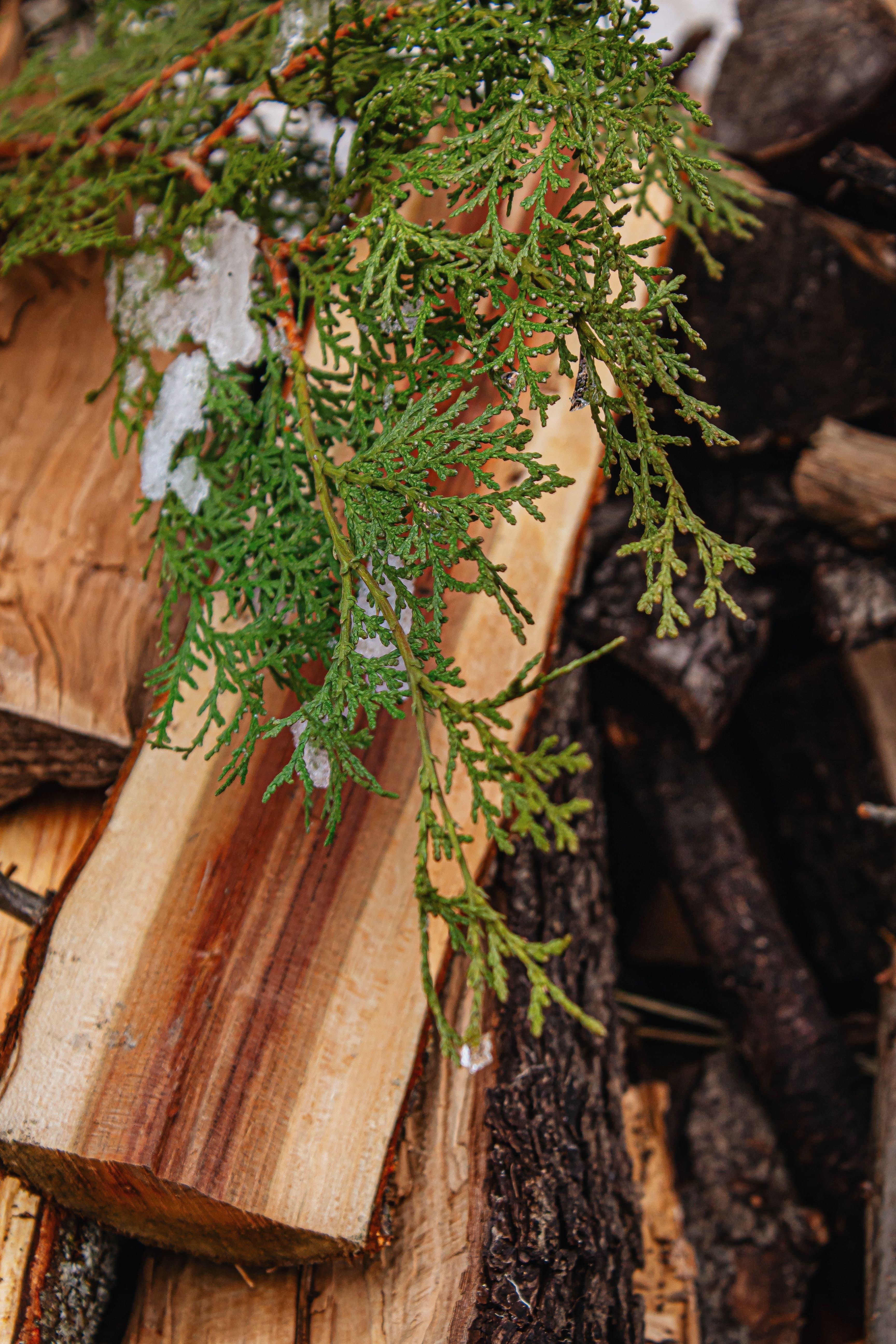 cedar