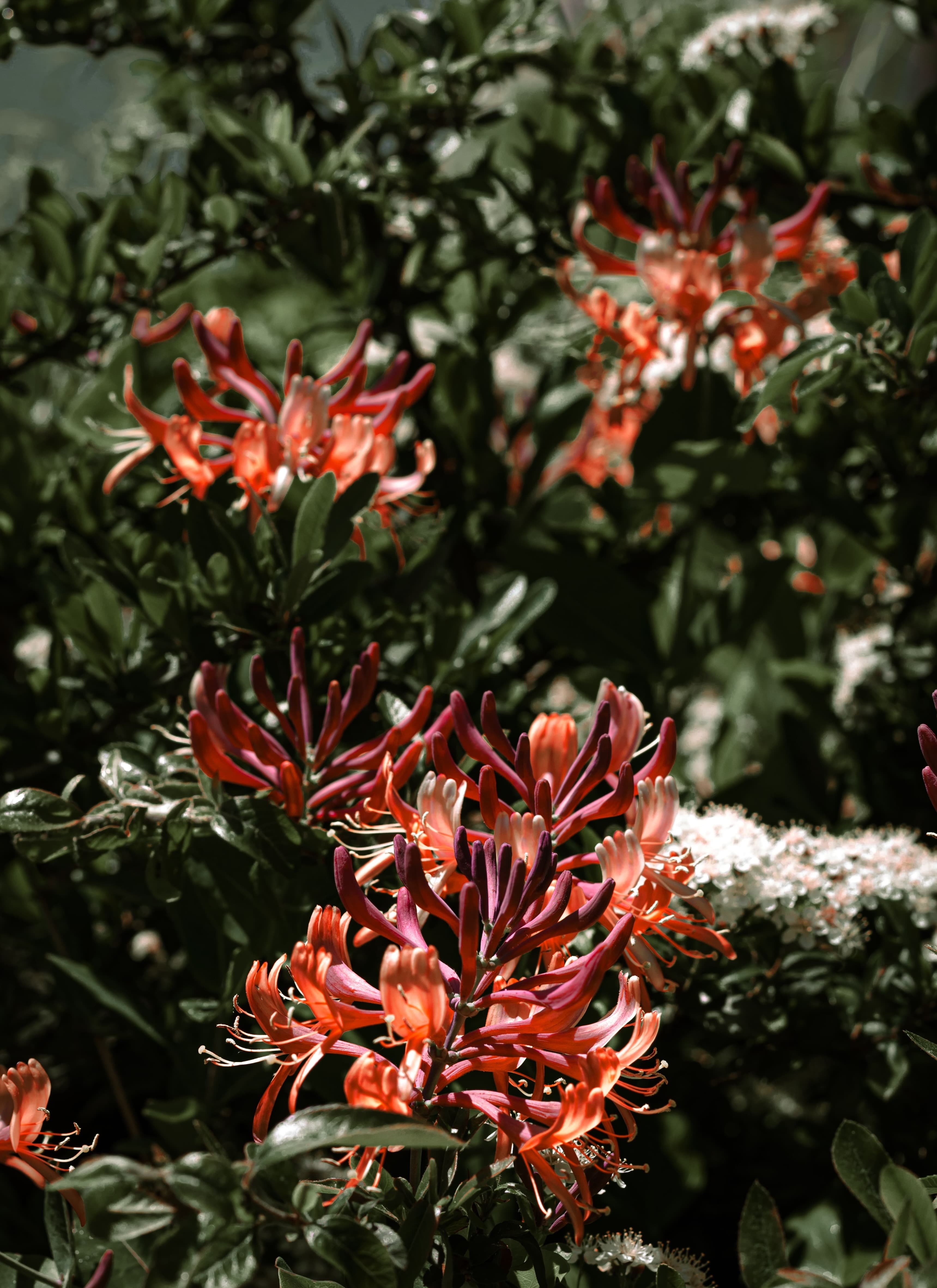 honeysuckle