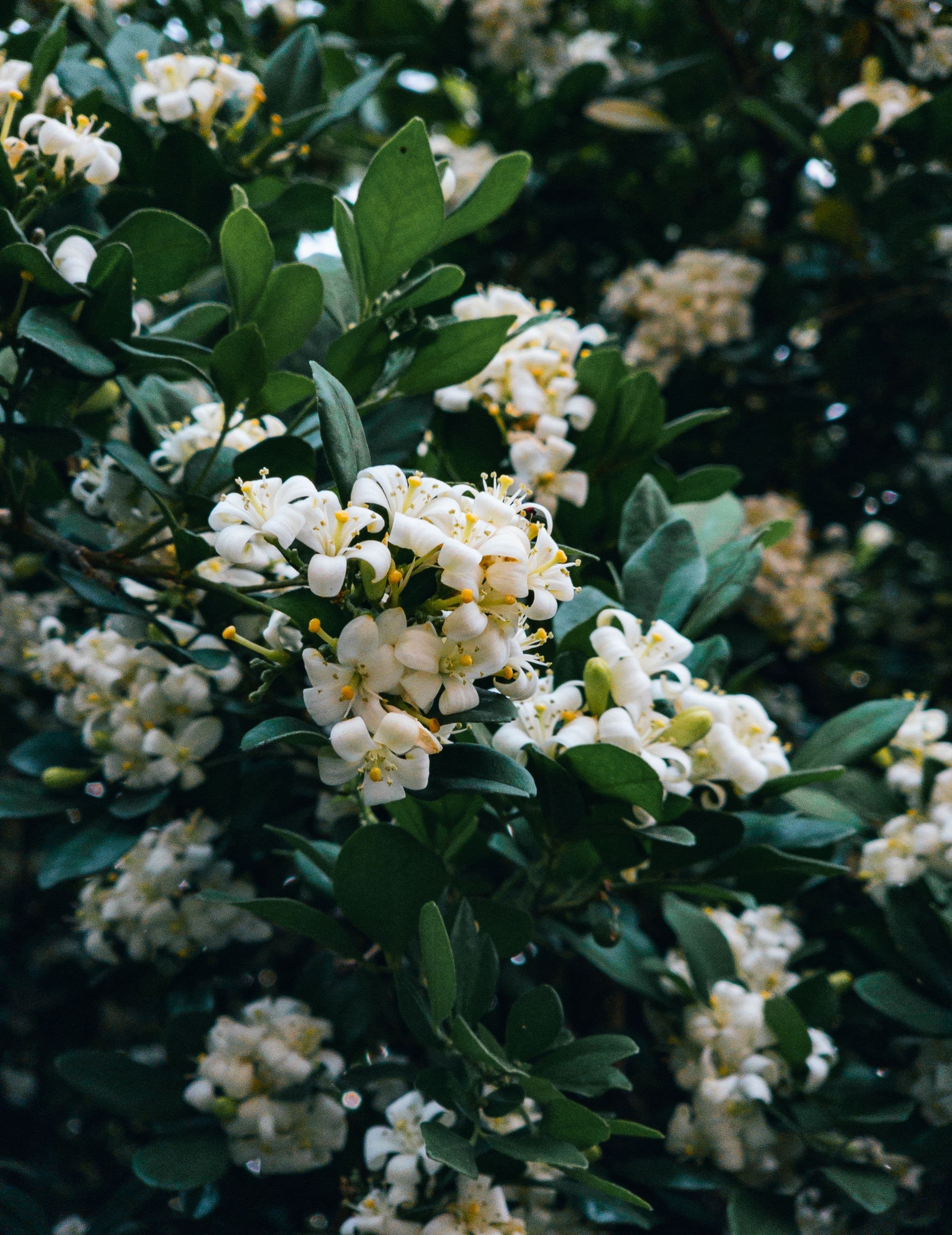 jasmine