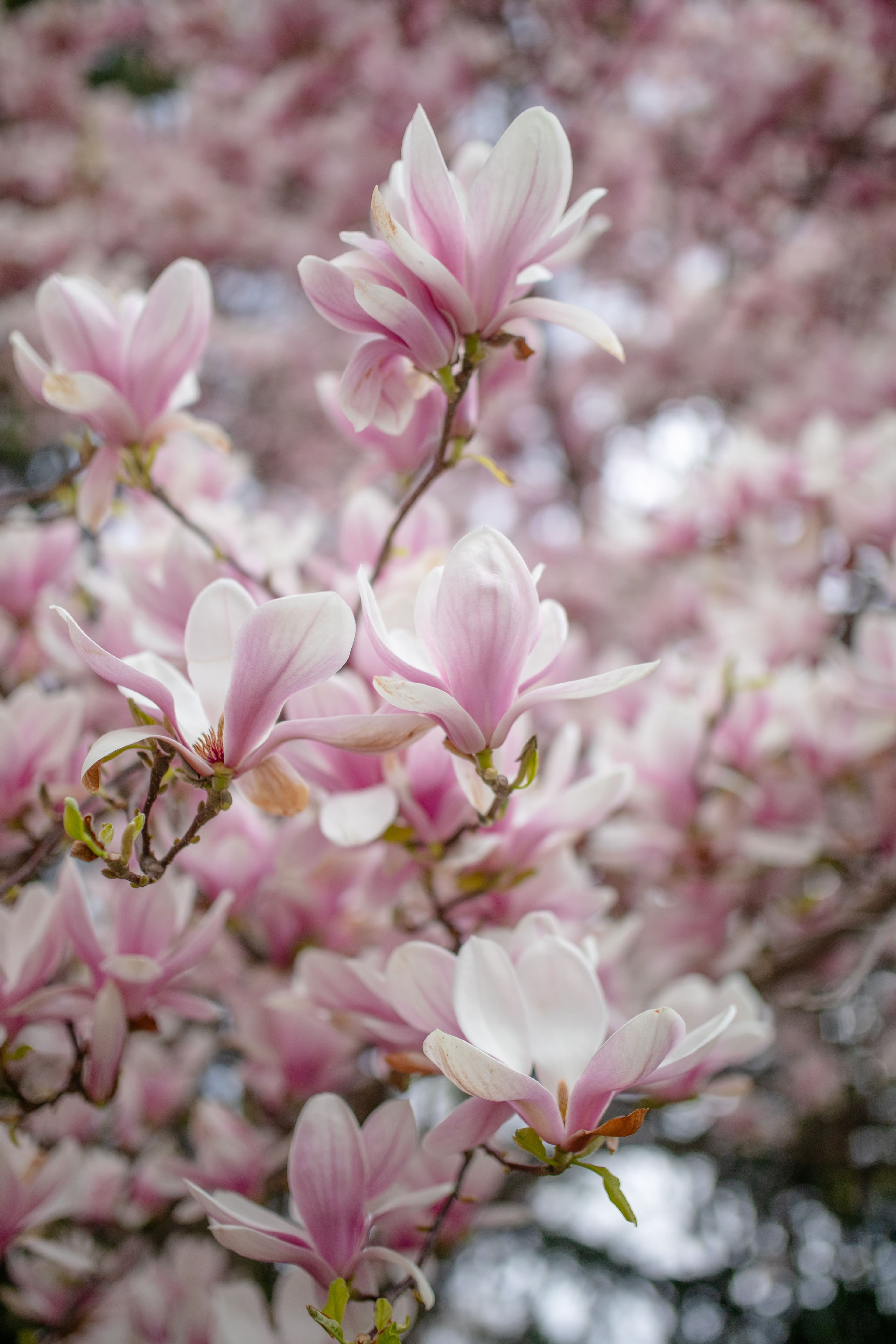 magnolia