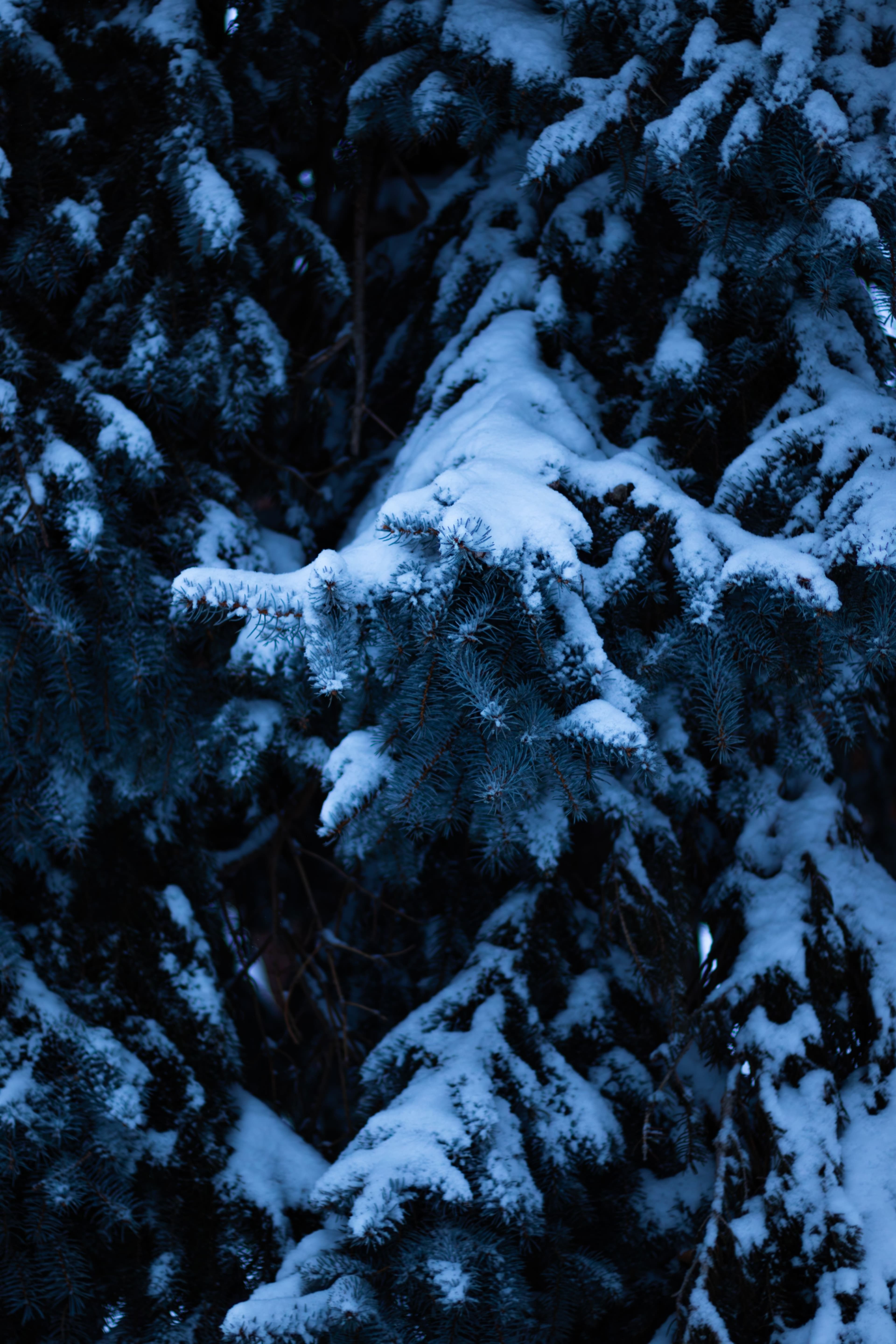 winter's night